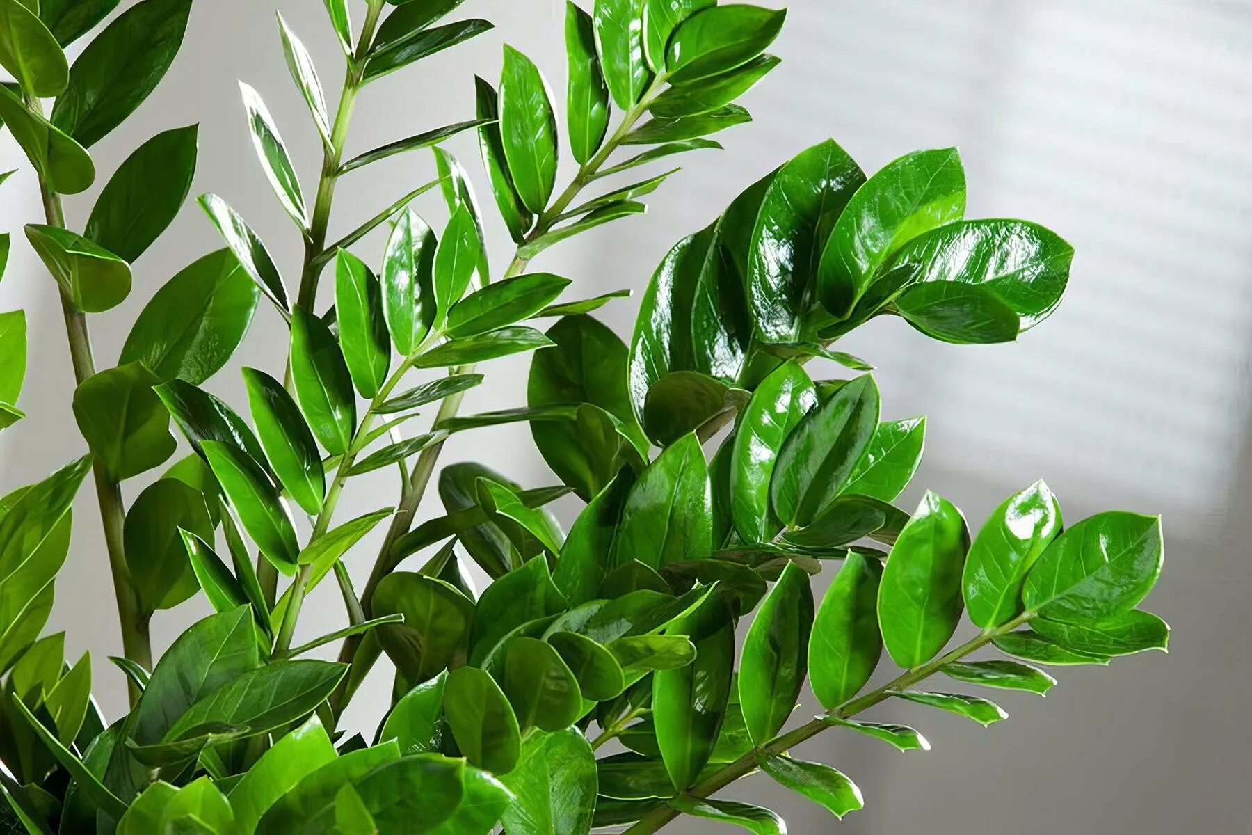 Aufbrühen, abkühlen lassen und über die Zamioculcas gießen, dann wird sie vor Ihren Augen dichter
